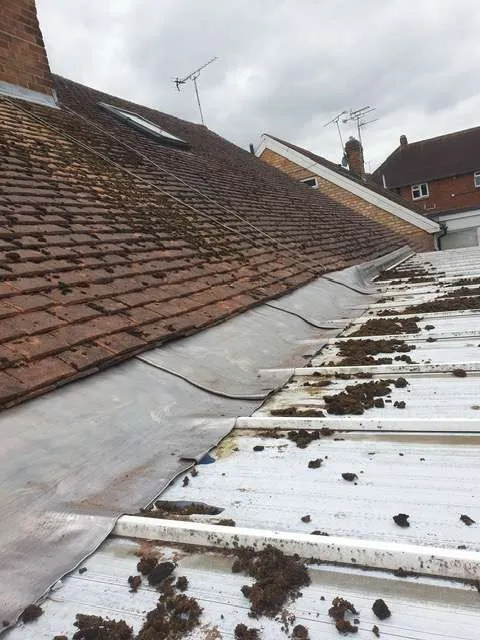 Clean Roof